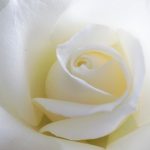白いバラ　葬花